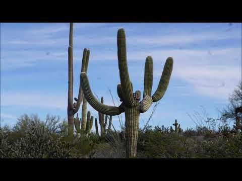 ቪዲዮ: የ saguaro ቁልቋል የሚገድለው ምንድን ነው?