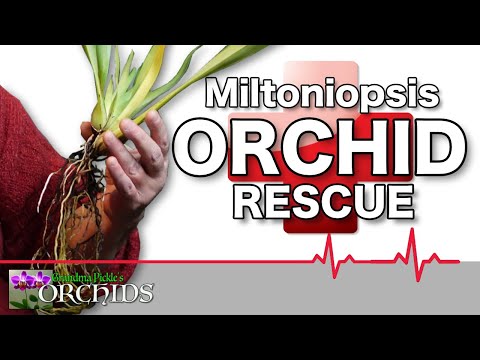 Video: Phalaenopsis orchid ya manjano. Orchid ya njano: maana