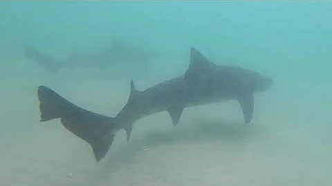 Leopard Shark Encounters 2022 - Phase 1