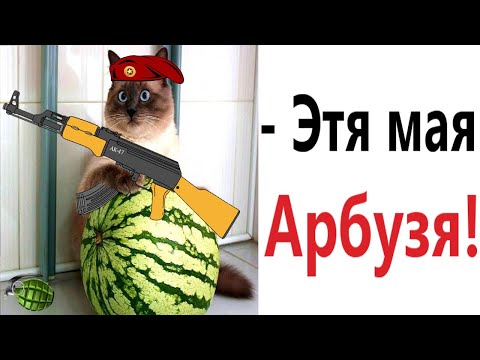 Лютые приколы. КОТ ЛЮБИТ АРБУЗ!!! Тест на психику! Засмеялся проиграл! – Domi Show!