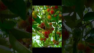 Extremely Ripe Red Rambutan Fruit Harvesting! #shorts