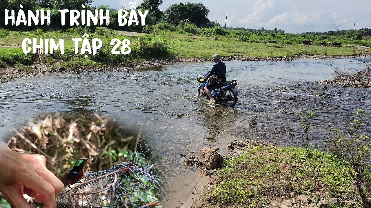 Hành Trình Bẫy Chim Tập 28 | Test Chim Mồi 7 Màu Rừng Măng Tố Bình Thuận