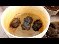 How to make liquid organic fertilizer at home