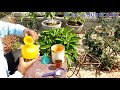 How to make liquid organic fertilizer at home