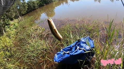 Câu Cá Lóc,Đức HUỆ - LURE007