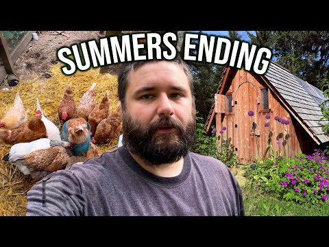 REFRESHING THE CHICKEN COOP BEFORE FALL