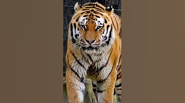 tiger roar sound #wildanimal #tigersound #tigerroarsound