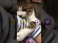 甘えも上手、ぶーにゃん#Shorts