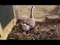 Our goose lays an egg