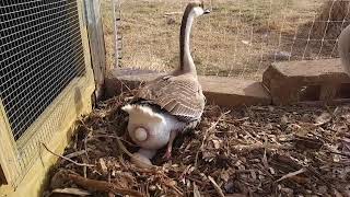 Our goose lays an egg