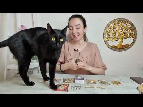 Видео: Дванадесет знака Вашата котка наистина те обича