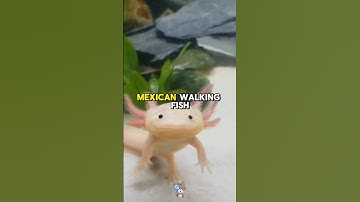 Axolotls Can Regrow Their Brain and Heart!😯🧠 | Did You Know? #facts #axolotl #marinelife