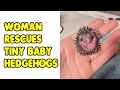Woman Rescues Abandoned Baby Hedgehogs