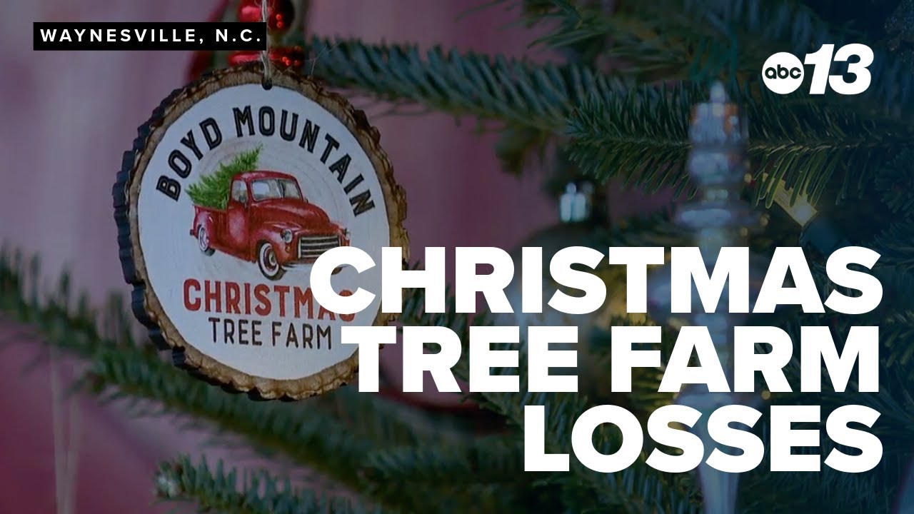 Christmas tree farm loses hundreds of trees due to Helene - YouTube