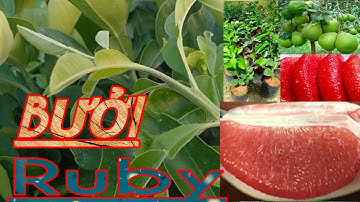 Bưởi Ruby Thái Lan nhập khẩu phôi ghép tại Việt Nam  cách nhận biết// TRAN TRONG PHAM