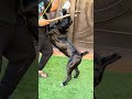 CANE CORSO. JUGANDO UN RATO ELLA😁