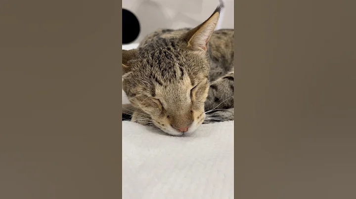 Video 5576121: f2 savannah cat, savannah cat enjoying, cat purr, purring loudly