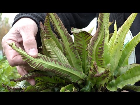 Video: In welke plant zit idioblast?