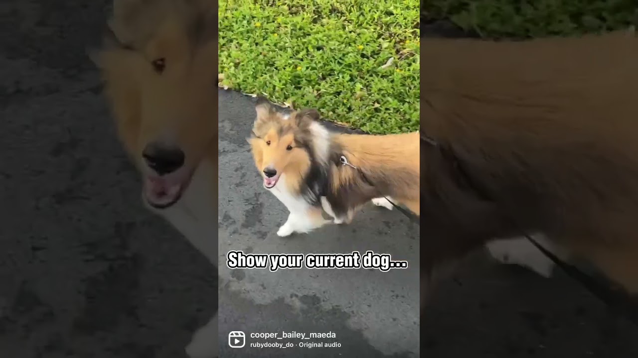 Bailey’s SHORTS - Bailey 💜 & Cooper 🌈 