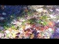 Fließgewässer erleben | Sinneseindrücke im Herbst 4