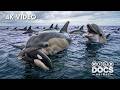 OCEAN GENIUSES | Animals That Literally Outsmarted the Ocean