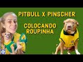 Pitbull x pinscher qual o mais feroz colocando roupa