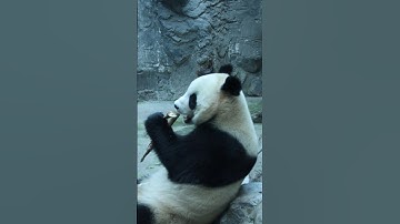 Panda Sound Effects 🐼 #shorts