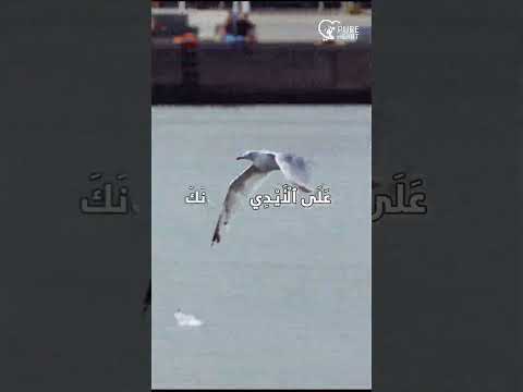 يوصي م لائك ت ه بك