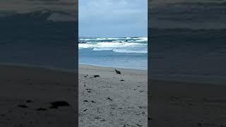 Australian sea lion frolicking on the beach on Kangaroo Island