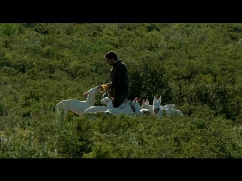 Ibicencos, un perro espectáculo Podenco Ibicenco. Origen, Características, Alimentación, Cuidados Y Curiosidades