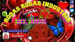 #Rosas rojas #industria del amor