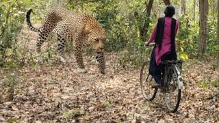 Tiger Attack On Village Girl In The Forest Tiger Attack Man In Forest Oyaybengal Tiger Attacke1