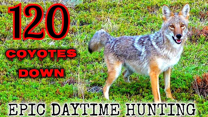 120 Coyotes Down (Best Daytime Coyote Hunting Vide...