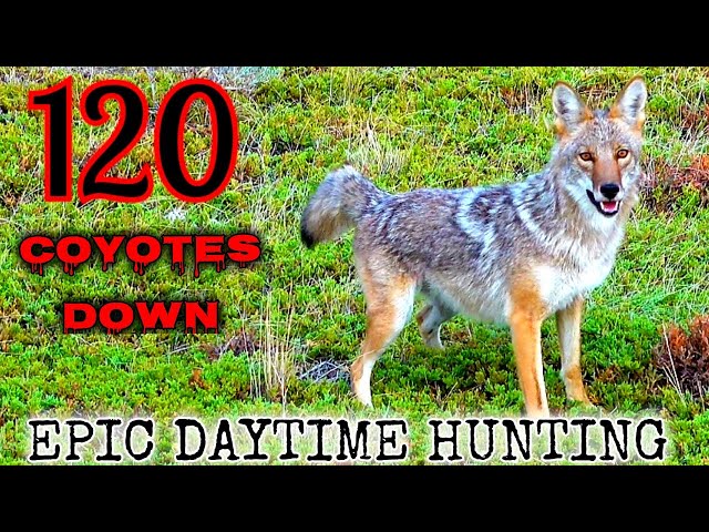 120 Coyotes Down (Best Daytime Coyote Hunting Video) *NEW 2022* class=