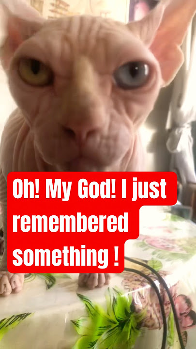 Batbat remember something