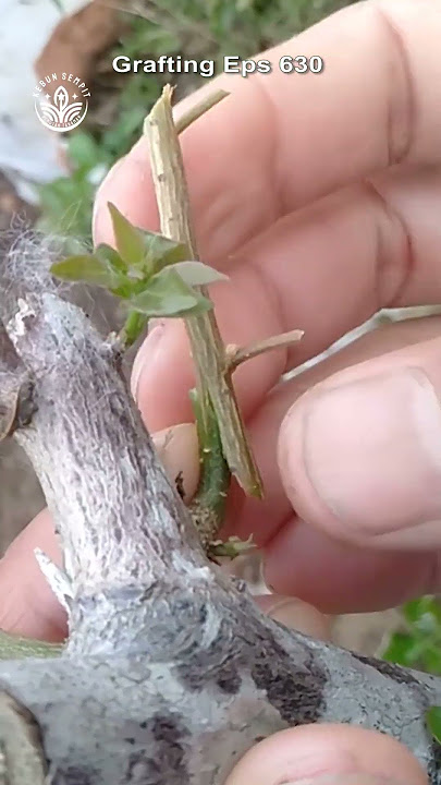 grafting bougainvillea plant ep 630 #grafting #bougainvillea #sambungpucuk #gardening