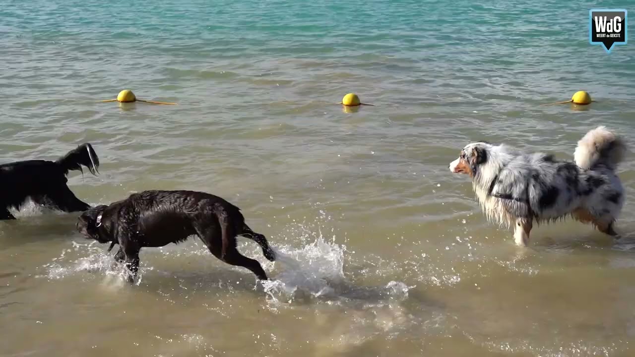 Hondenplons bij Blauwe Meertje