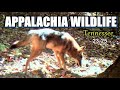 Appalachia Wildlife Video 23-25 from Trail Cameras in the Foothills of the Great Smoky Mountains