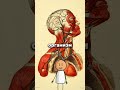 Rot Mucus In The Body Health Recipes Rot Mucus In The Body Health Recipes