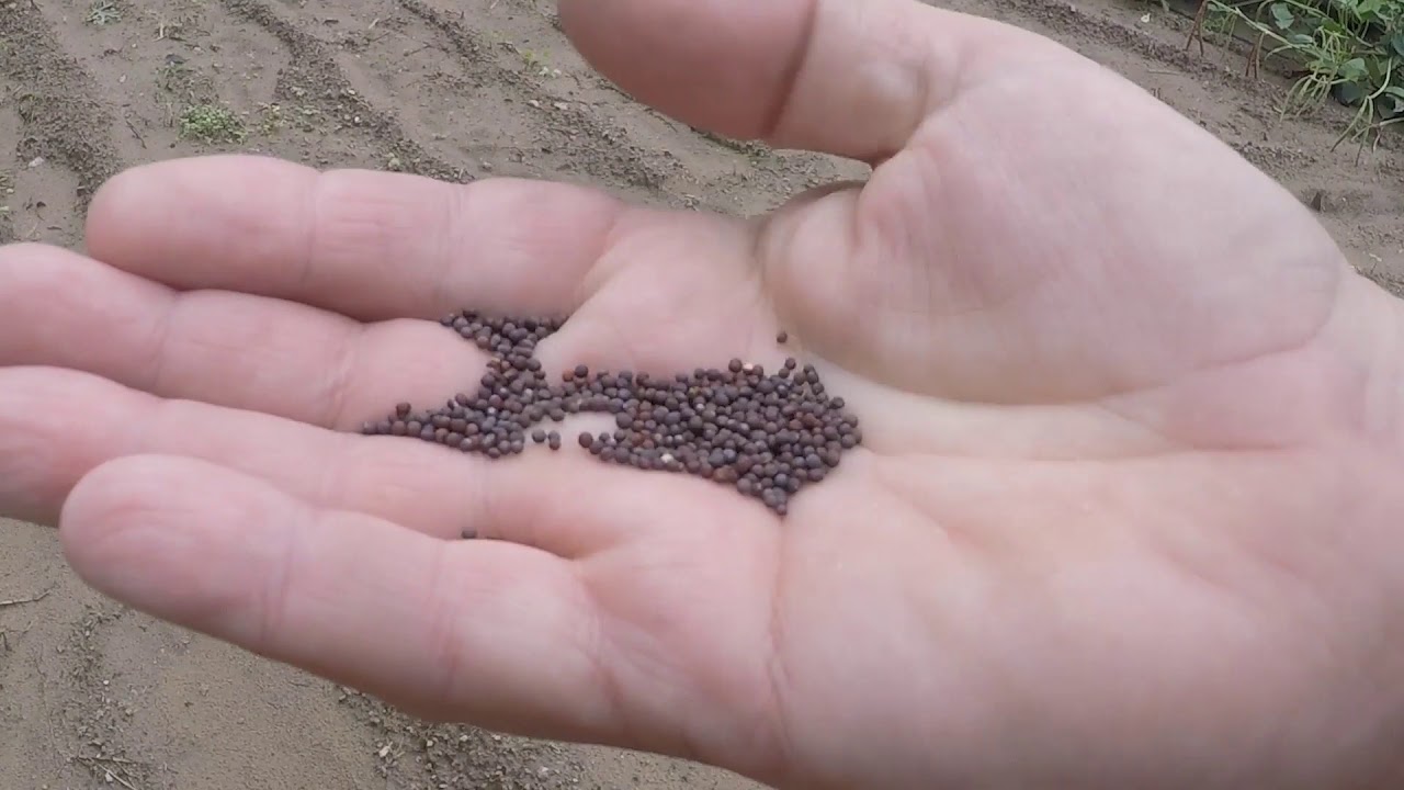 How To Grow Turnips YouTube