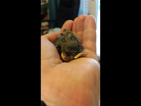 Βίντεο: Πώς να φροντίσετε ένα χαμένο μωρό πουλί