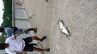 Barramundi or Siakap weighing 6kg plus Caught At Woodland Jetty