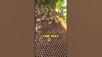 Beekeeping Basics: Moving a Swarm from a Bush to a Brood Frame #diy #beefriendly  #beekeeper