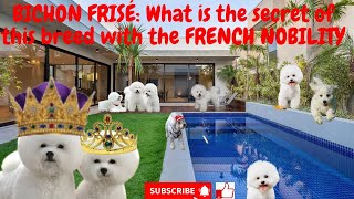 BICHON FRISÉ: What is the secret of this breed with the FRENCH NOBILITY.‍