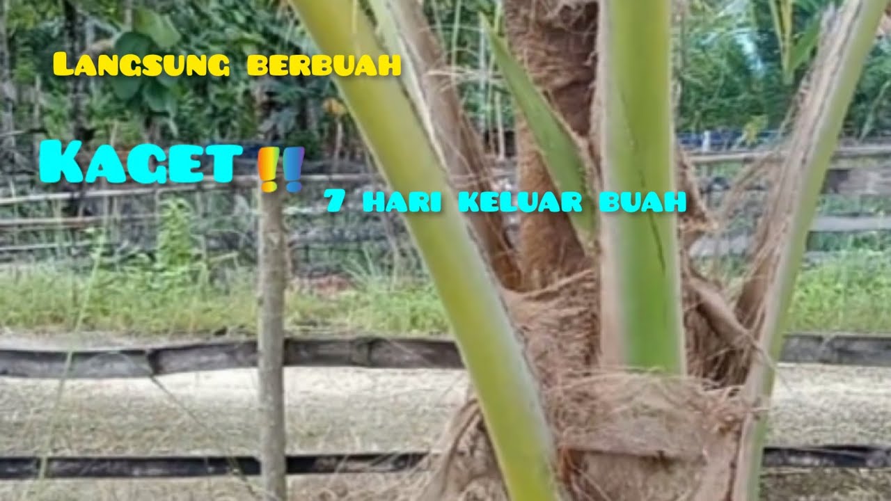 tiga tahun belum berbuah