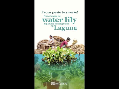 Paano nakatulong ang pag-aani ng water lily sa mga residente ng Pila, Laguna? | DigiDokyu