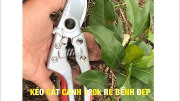 KÉO CẮT CÀNH 120k RẺ BỀNH ĐẸP( Đã có hàng)