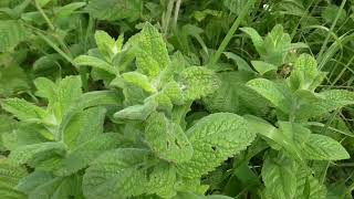 Wollige munt - Mentha rotundifolia