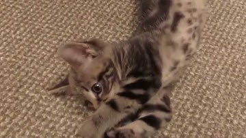 End of exams congratulations and 1K thank you!! Kitten and explosions montage.