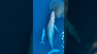 Rare Sight in the Ocean! Massive Whale Hunts While Protecting Newborn Calf | Wildlife Video
